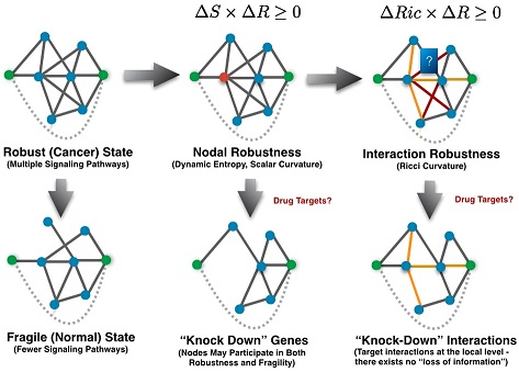 Cell robustness with respect to pairwise interactions
